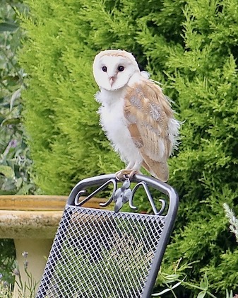 barn owl